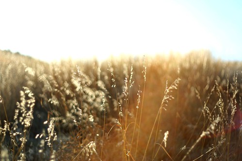 sunset macro 50mm wheat f18 18 ©tylerknottgregson