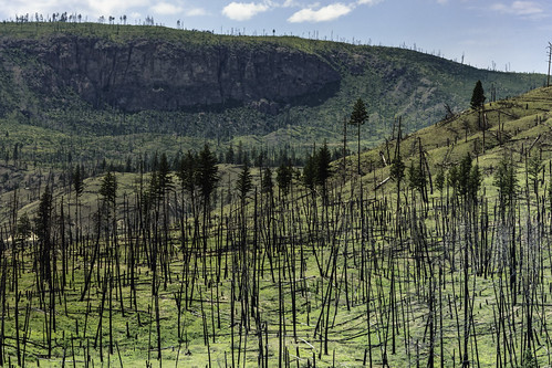 trees canada forest dead bc burn forestfire desolate barren barriere prescribed treesdiestandingup