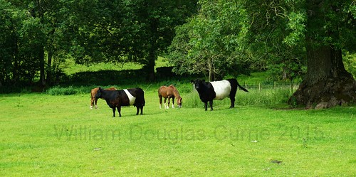 green rural scotland cattle sony beltedgalloway newabbey a6000 sonya6000