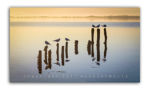 islandhill rotten jetty posts seagulls sunrise strangford lough early morning textured