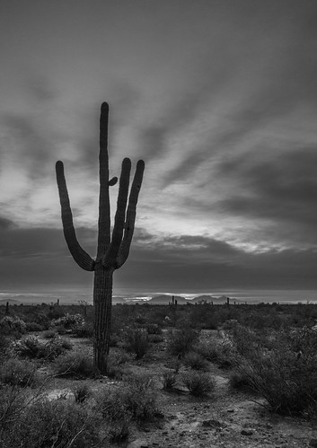 cactus phoenix sunrise arizona unitedstates