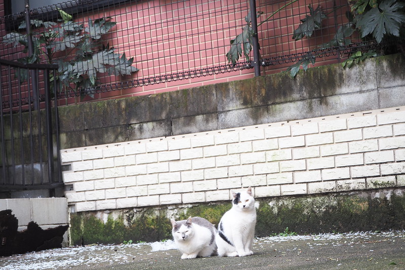 池袋カメラ散歩池袋本町ネコ歩き。黒ブチと灰ブチの兄弟