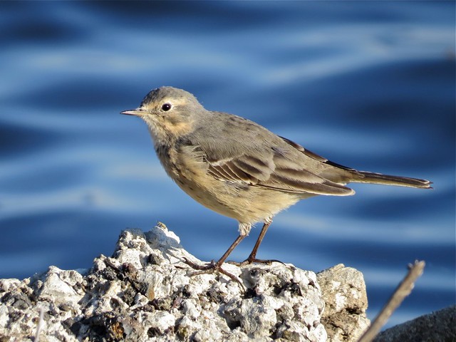 American Pipit at the El Paso Sewage Treatment Center in Woodford County, IL