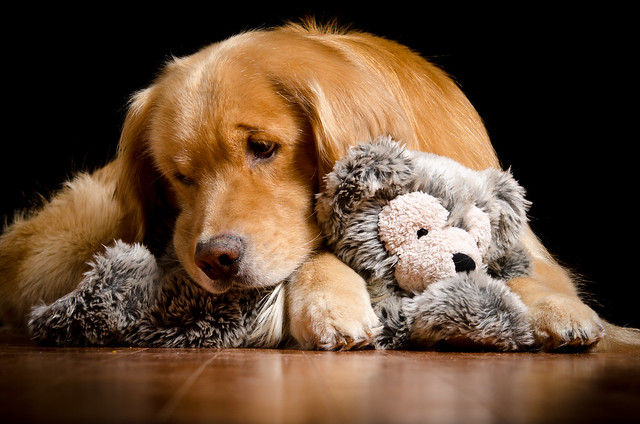 Dog and Teddy Bear