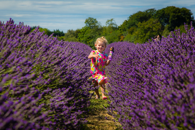 Bella running through the lavender