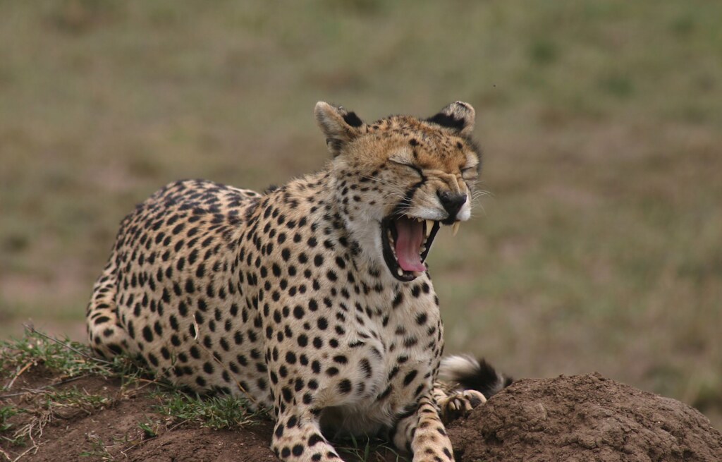 Guépard dans le parc national du Serengeti