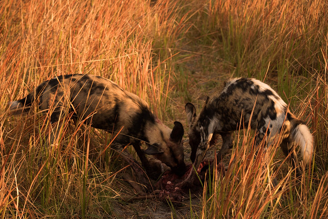 Wild dogs eating