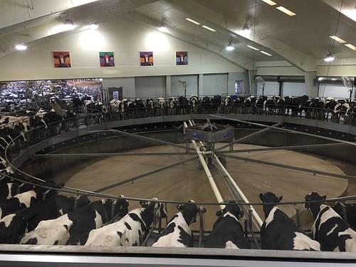 cows may indiana roadsideattraction dairyfarm 2015 fairoaksfarm dairyadventure