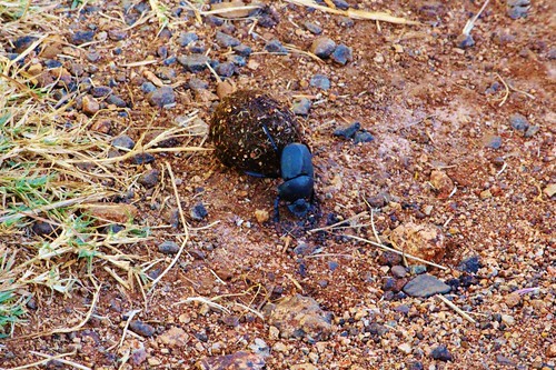 A dung beetle at work