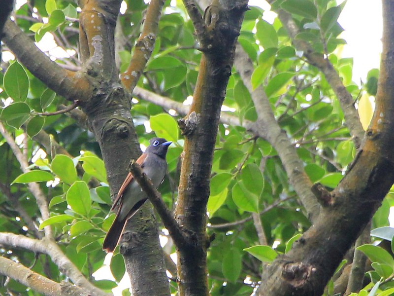 IMG_0595 紫綬帶 Japanese Paradise-flycatcher