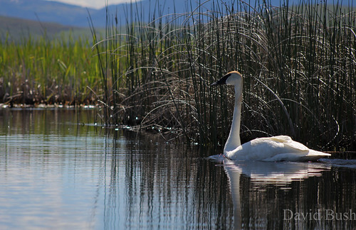 summer lake bird swan wildlife idaho national waterfowl refuge grays trumpeterswan