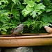 Rotschwänzchen baded im Vogelbad - Sommer
