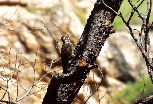 Arizona Woodpecker, S. Fork of Cave Creek