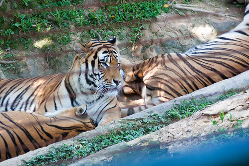 zoologico zoo pomerode zoopomerode zoologicopomerode animais tigre tigres tiger tigers