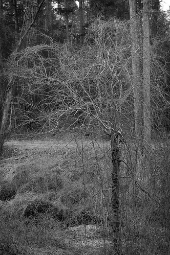 trees branches knarled tangled pathway winter biltmoreestate asheville nc nikond40 sigma1850mmexdcmacro blackandwhite monochrome monochromatic landscape forest