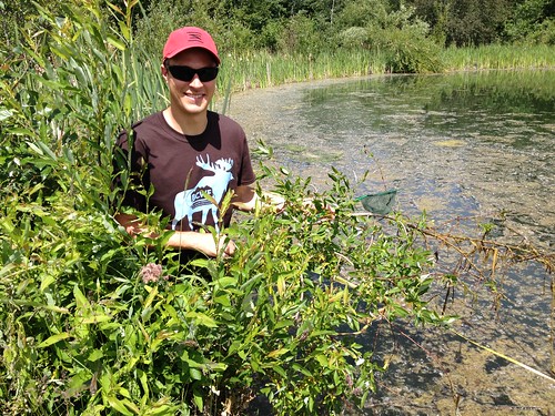 dragonfly conservation bog fen wetland quesnel citizenscience bcwf hallislake wetlandkeepers wetlandseducationprogram flnro