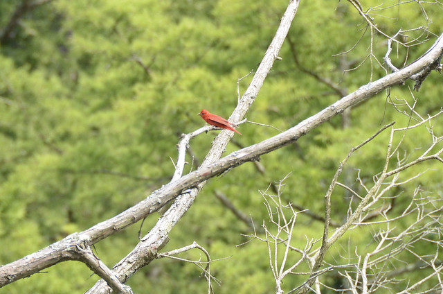 Can you help identify this bird from College Creek Run at Chippokes State Park, Virginia?