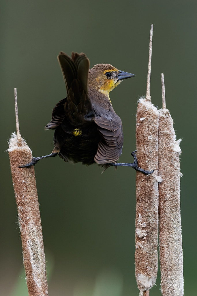 A female yellow-headed blackbird perches between two cattails, showing the little splash of yellow on her rump