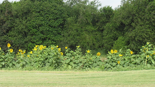 flowers beauty texas farm pasture sunflowers golfcourse riverbend 15thfairway