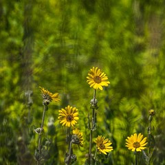 Mystic Bokeh daisies. #bokeh #daisy #flowers #gilmorepondspreservemetropark