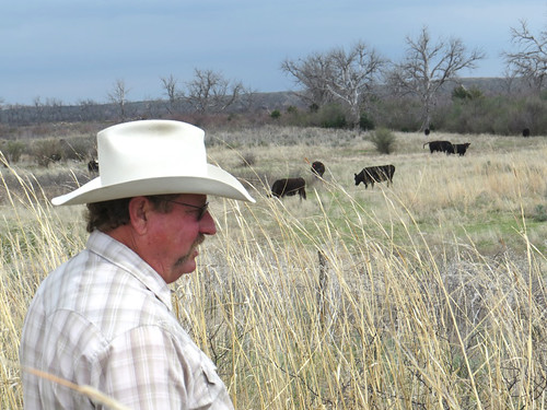 Bill Barby with cattle in background