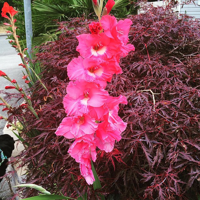 Gladiola in the neighbor's yard--so bright! 💖