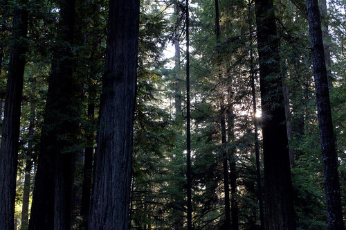 california redwood campground jedediahsmithredwoodsstatepark