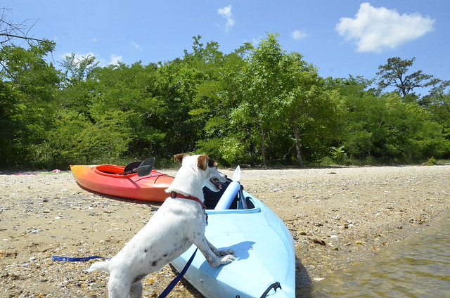 Paddling the James River from Chippokes State Park in Virginia was one of my favorite pastimes on our vacation