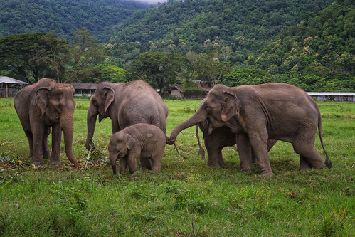 elephant thailand chiangmai elefante elephantnaturepark