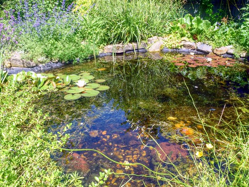 summer plants water sunshine garden suffolk village wildlife insects lilies amphibians damselflies eastanglia newts lilypond openday boxford dogmarten28