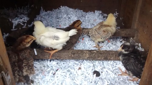 chicks July 15