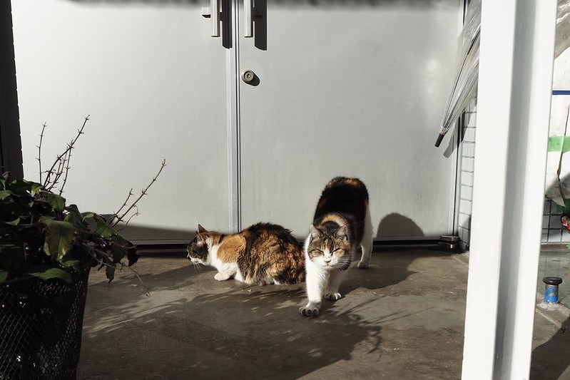 池袋一丁目昭文社印刷所の猫。朝の日向ぼっこ中。