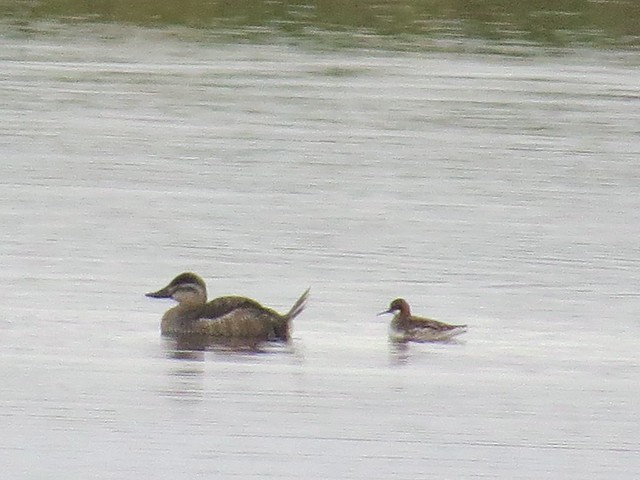 Ruddy Duck and Red-necked Phalarope at El Paso Sewage Treatment Center in Woodford County, IL