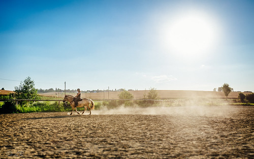 horse sun germany de bayern dust