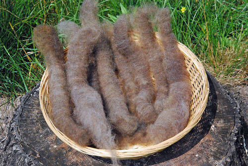 Handcarded rolags of California Variegated Mutant wool for Spindlers Tour de Fleece 2015