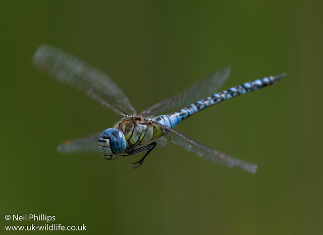 Southern migrant hawker Aeshna affinis-3