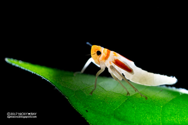 Leafhopper nymph (Cicadellidae) - DSC_8498