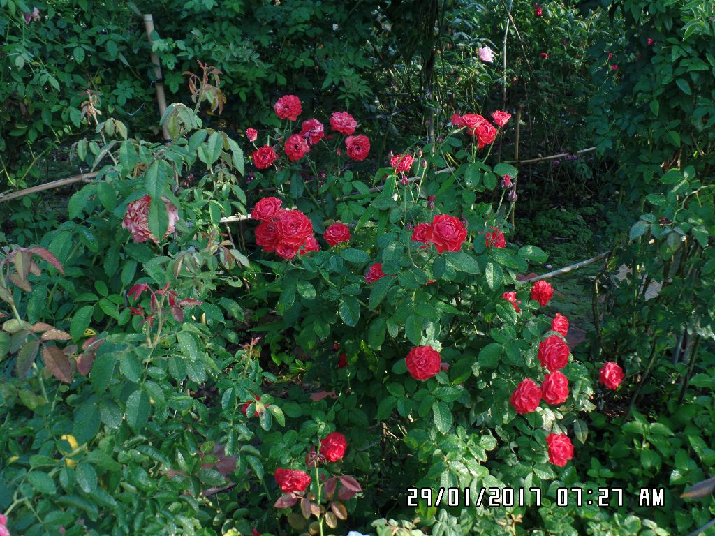 Còn đây là hoa hồng lửa Sa Đéc, nó khác nào pháo hoa nhỉ. đỏ rực 1 góc vườn hồng