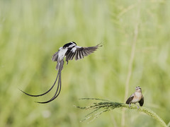 Pin-tailed Whydah Courtship Flight