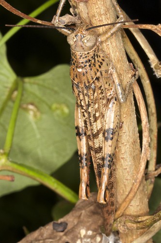 australia kakadu orthoptera northernterritory insecta acrididae valanga