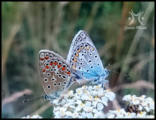 estate butterflies icarus trentino farfalle polyommatus lagorai