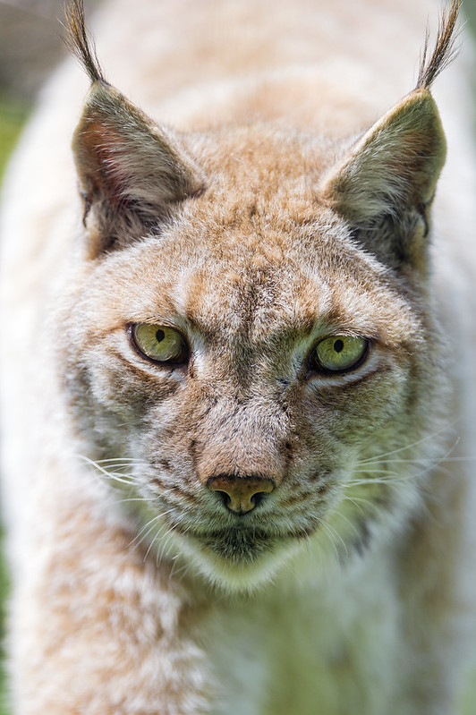Closeup of the female lynx walking...