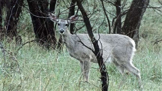 Coue's Whitetail Deer, SWRS, Chiricahua Mountains