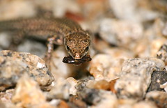Catalonian Wall Lizard (Podarcis liolepis cebennensis) juvenile - Photo of Saint-Gervais-sur-Mare