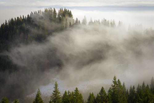 trees romania winter forest photography fog sinaia mystery clouds