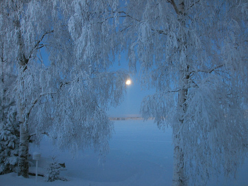 morning blue trees winter light moon snow nature wow suomi finland landscape oulu lumi talvi maisema kuu luonto valo sininen puut aamu kuivasjärvi impressedbeauty