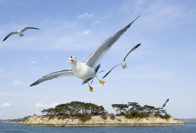Matsushima seagulls