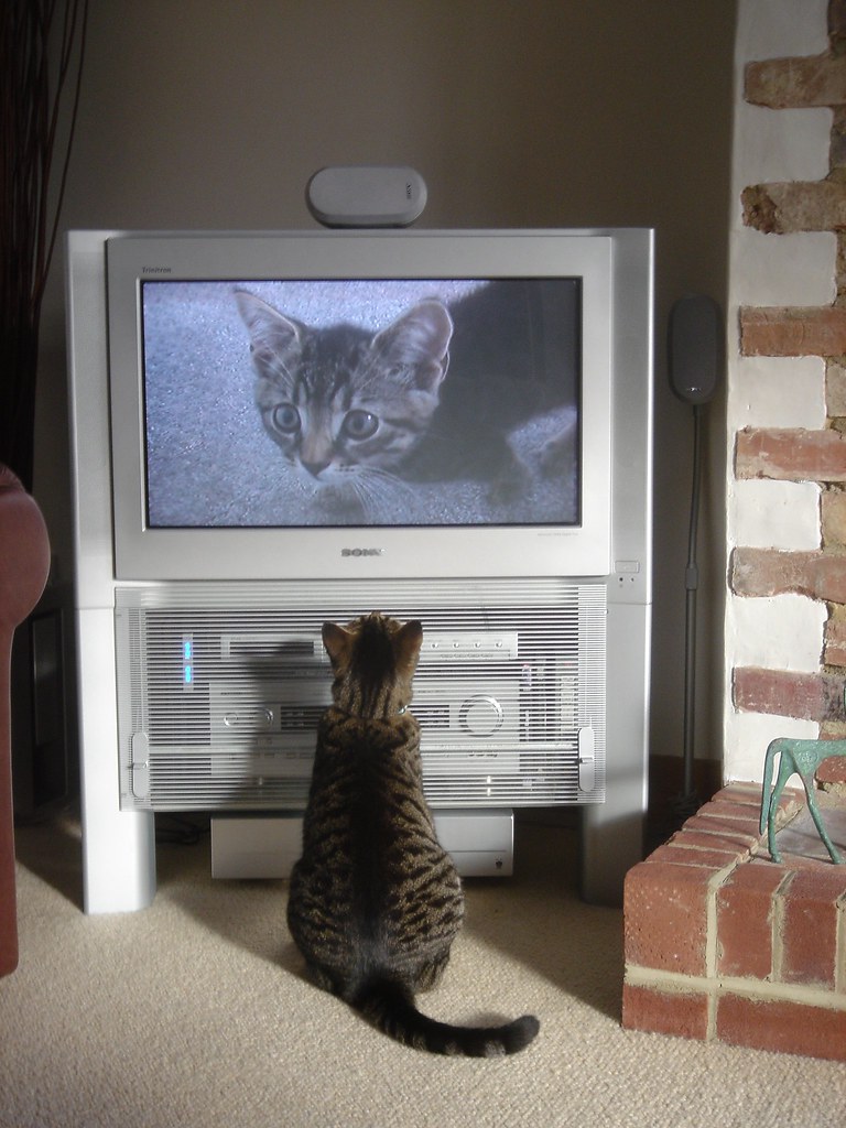 Fatty watching himself on TV