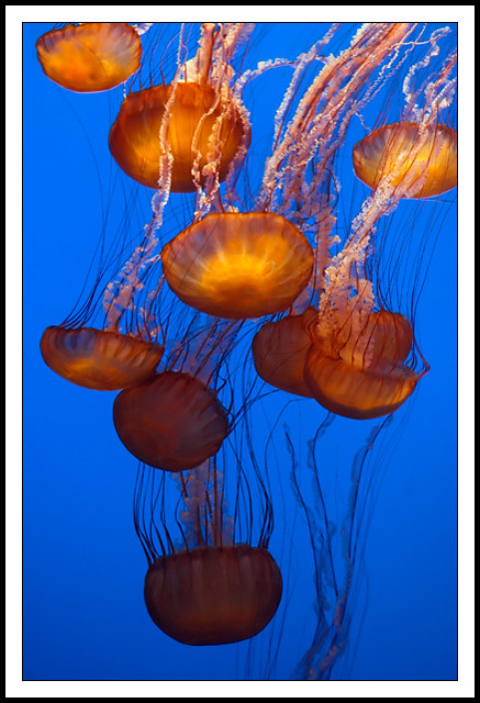 Jellyfish Group | Flickr - Photo Sharing!