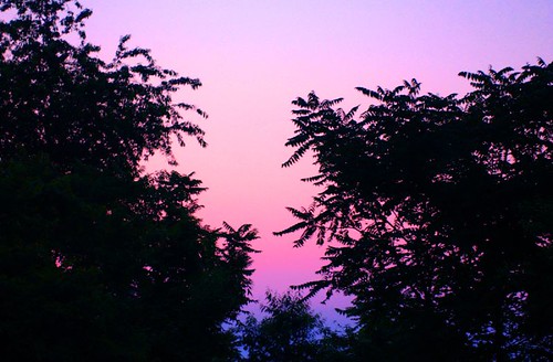 2003 sunset tree silhouette catchycolors wv westvirginia gradient